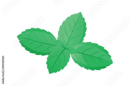 mint leaves isolated on white background