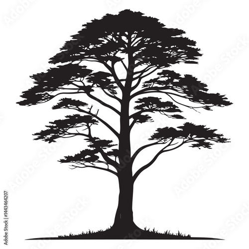 A  Cedar Tree illustration, vector art, black lines, isolated on white background,