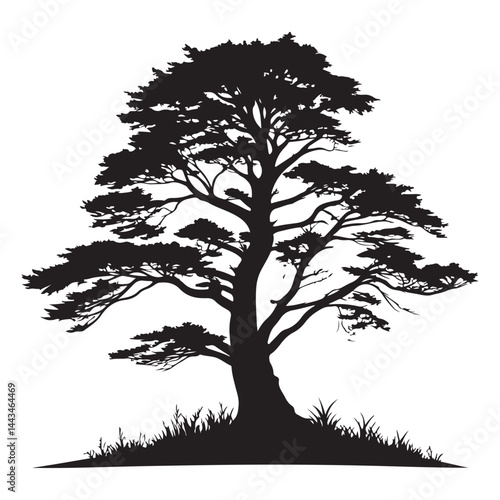 A  Cedar Tree illustration, vector art, black lines, isolated on white background,