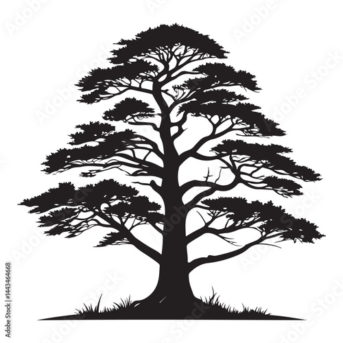 A  Cedar Tree illustration, vector art, black lines, isolated on white background,