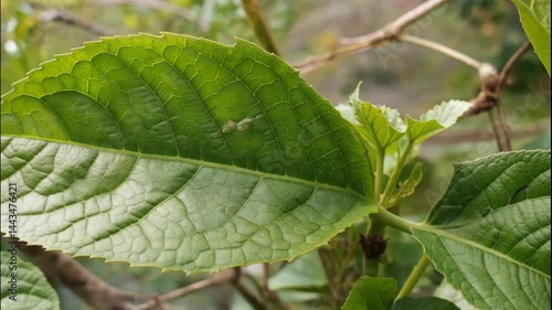 Close - up of a Green Leaf