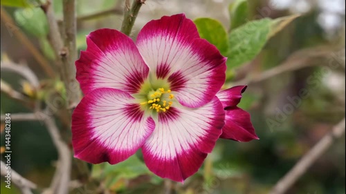 Close - up of a Pink and White Flower