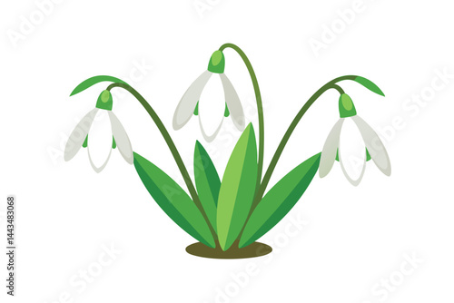snowdrops in snow