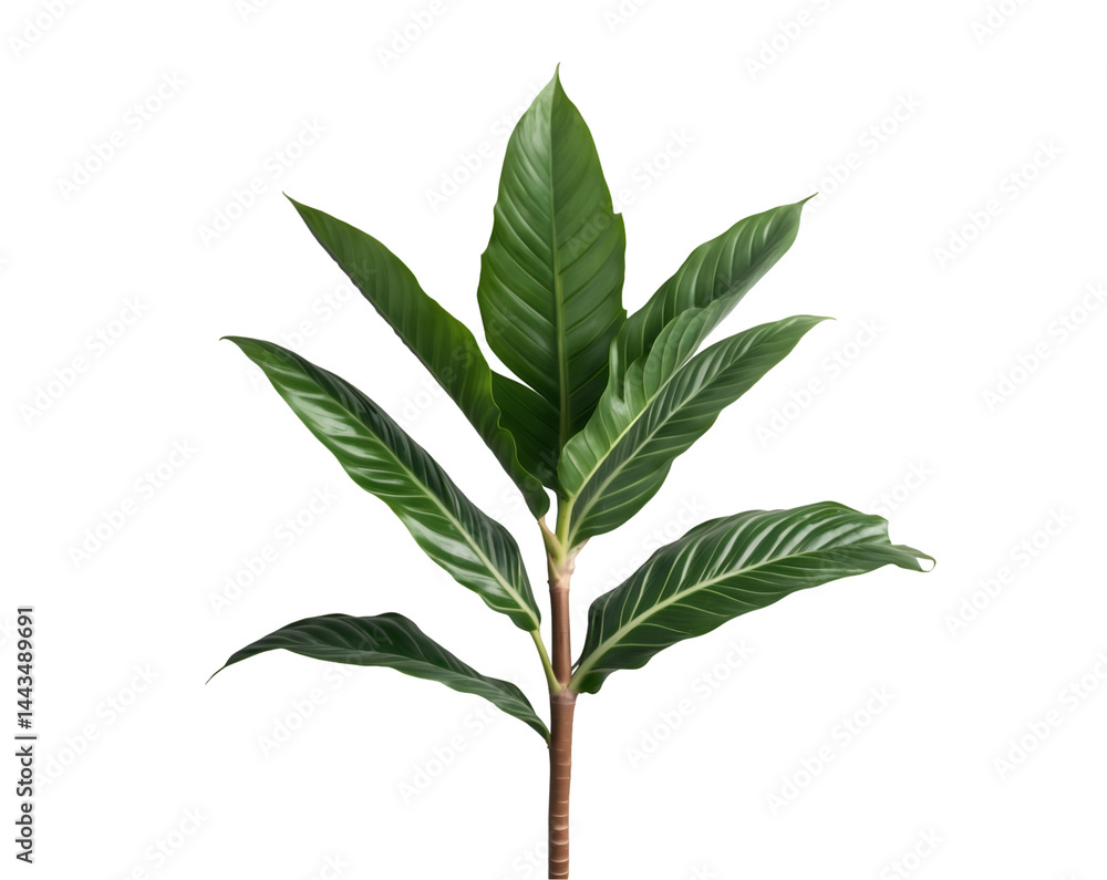 Fototapeta premium Striking Ti Plant Leaf Close-Up with Vibrant Green Tones, A Botanical Study of Cordyline fruticosa Foliage on Isolated, Revealing Intricate Veins and Textures
