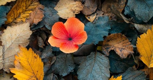 A vibrant red flower blooms among a bed of fallen autumn leaves.