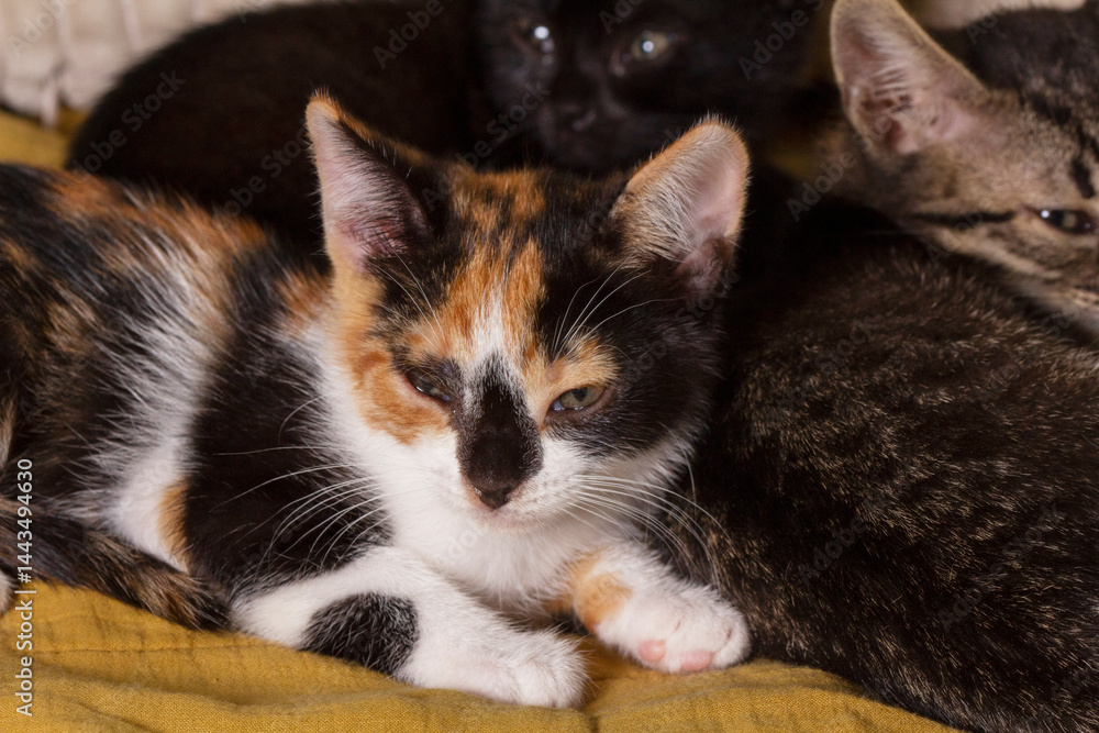 Kittens of different colors sleeping on a blanket in the room.