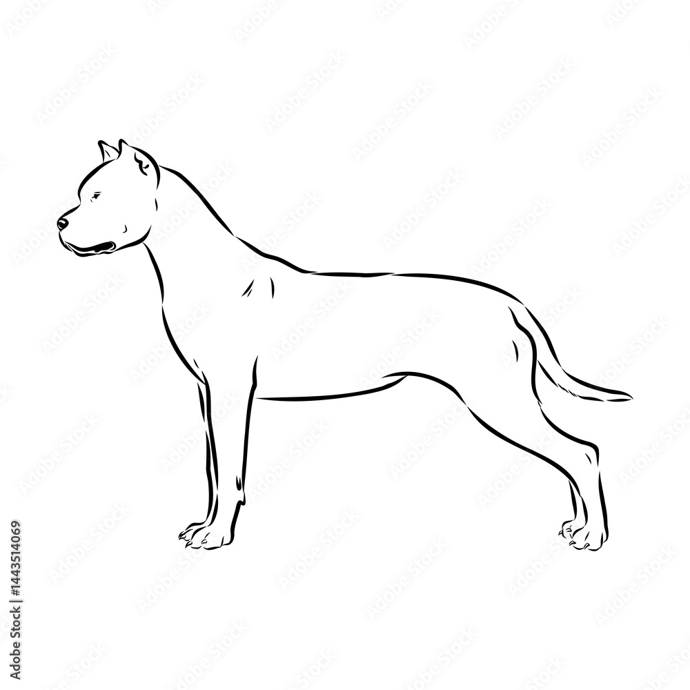 Fototapeta premium Argentine Great Dane vector sketch beautiful Great Dane line art images