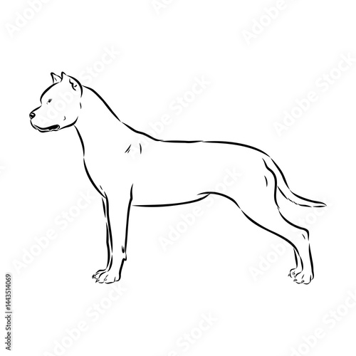 Argentine Great Dane vector sketch beautiful Great Dane line art images