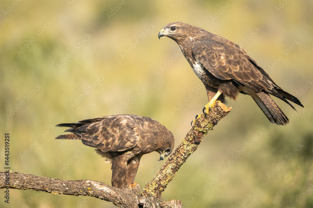 Fototapeta premium Common Buzzard (Buteo buteo) photographed in Spain