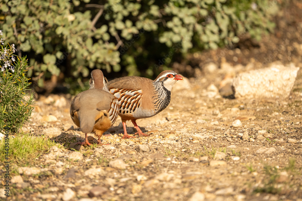 Fototapeta premium Red-legged partridge (Alectoris rufa) photographed in Spain