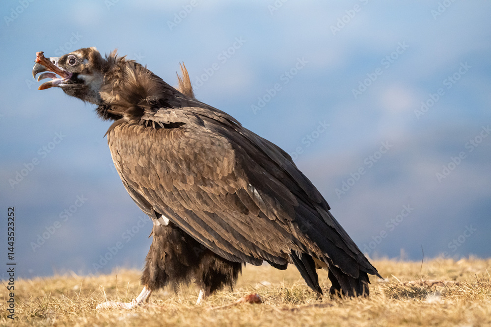Obraz premium Black vulture (Aegypius monachus) photographed in Spain