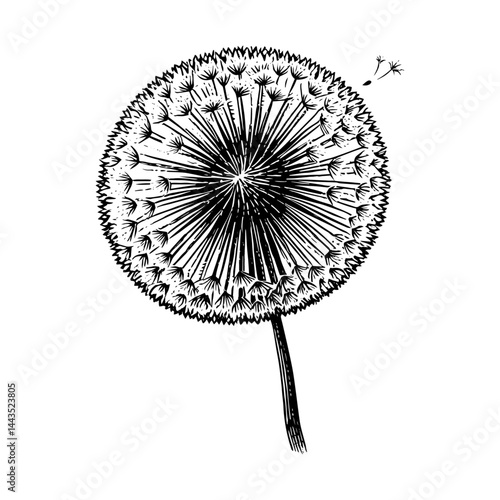 Dandelion seed head illustration woodcut vintage style black and white