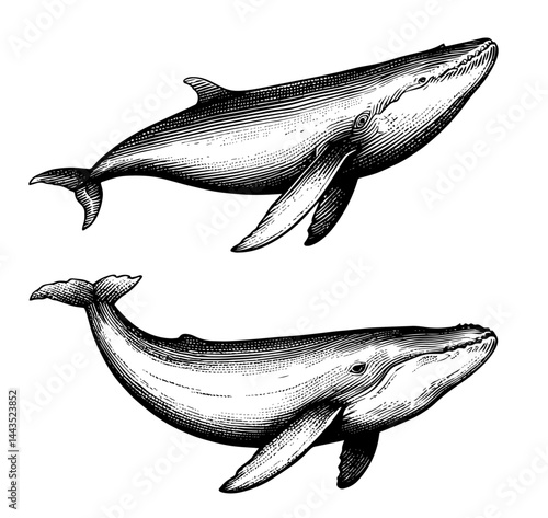 humpback whales woodcut vintage style black and white illustration