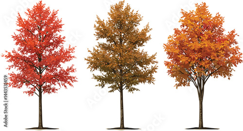 Set of autumn Quercus palustris (also called pin oak, swamp oak, or Spanish oak) 