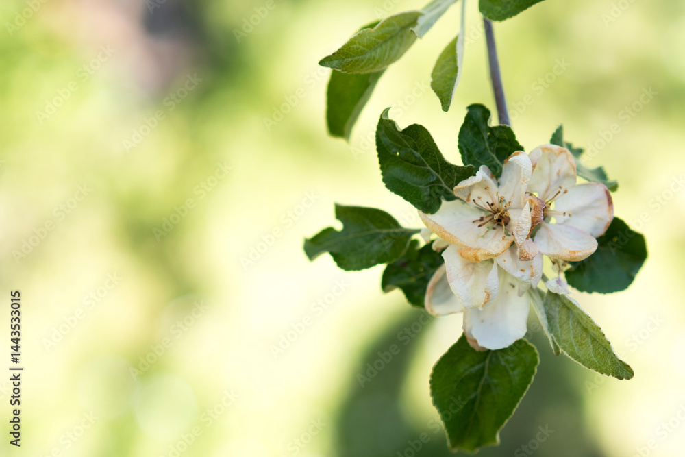 Obraz premium Close-up of frost-damaged apple blossoms on tree branch in spring sunlight. Food security risk, changing seasons, and the impact of unpredictable spring weather on agriculture