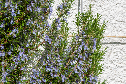 Blühende Rosmarinzweige an der Gartenmauer