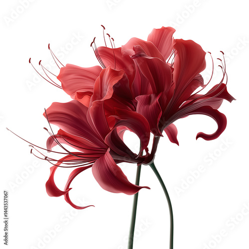 Red spider lily with curled petals on plain bright white background no shadows, ultra-detailed floral image