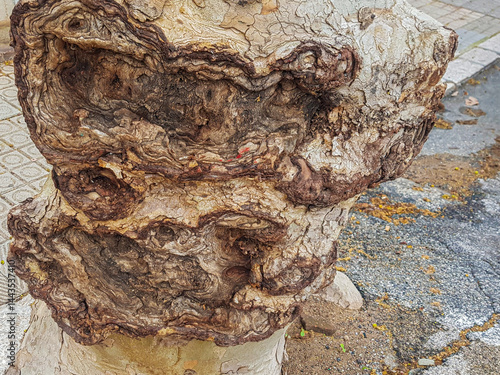 A close-up view of an extraordinary tree trunk displaying unique gnarled patterns and textures, surrounded by an urban landscape with pavement and debris