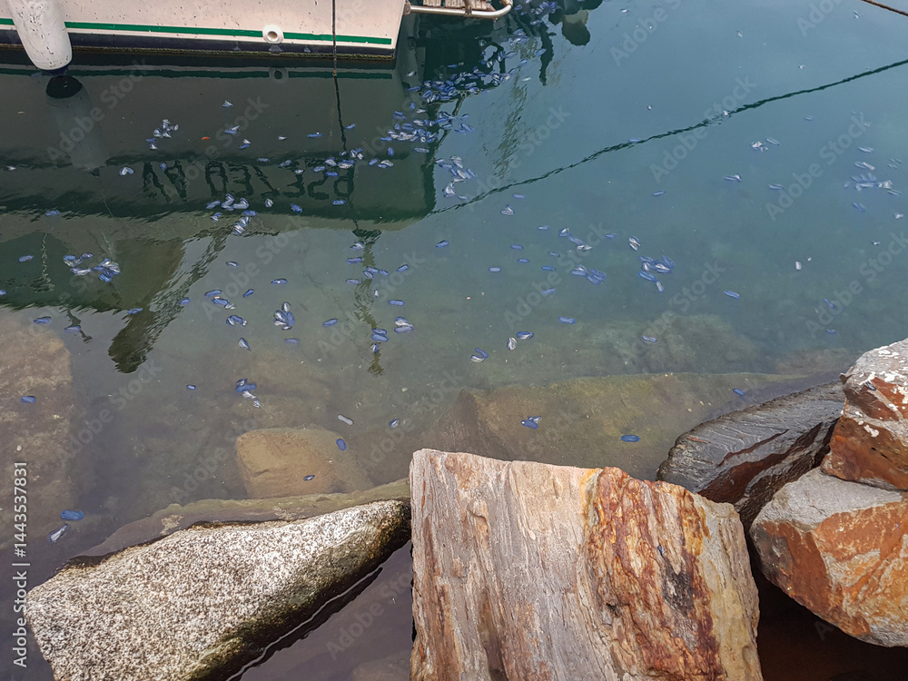 A vast area of water is covered with dead mussels, floating on water, indicating an ecological issue.
