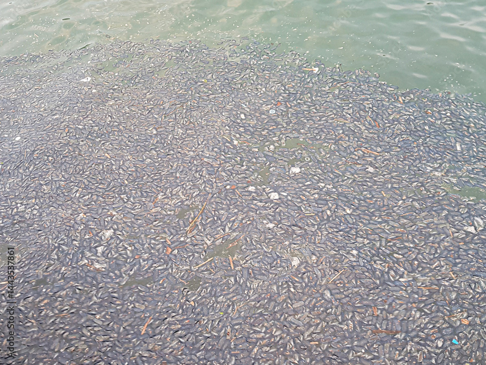 An unsettling sight as numerous dead mussels float on the water's surface, creating a thick layer. This scene occurs in a coastal region in the late afternoon light, raising environmental concerns