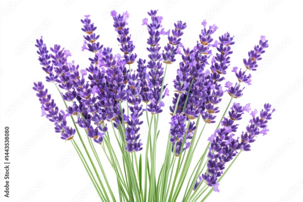 Fototapeta premium A close up shot of a bundle of lavender flowers with green stems on a white background studio shot