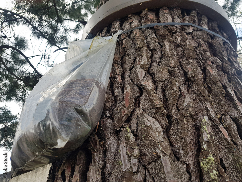 caterpillar trap on tree in town