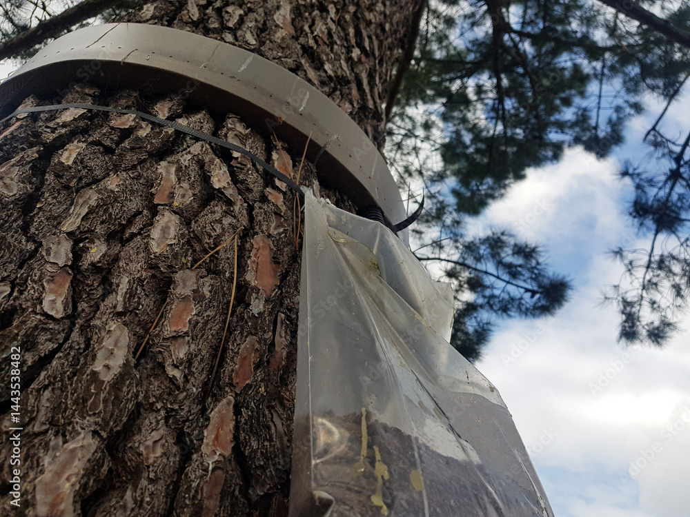 Close-up of a caterpillar trap installed around a tree trunk, used for natural pest control and protection of forest ecosystems. An eco-friendly method to prevent infestation and support biodiversity.