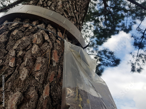 Obraz na płótnie Close-up of a caterpillar trap installed around a tree trunk, used for natural pest control and protection of forest ecosystems. An eco-friendly method to prevent infestation and support biodiversity. w salonie