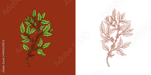 Coffee in vintage style. Grain, cocoa leaves, cinnamon sticks, a cup and a teapot, a coffee maker and a bag of milk, calligraphic inscription. Hand drawn engraved retro sketch for labels.