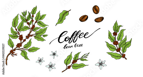 Coffee plants or branches in vintage style. Tree from a cup. Hand drawn engraved retro sketch for labels.