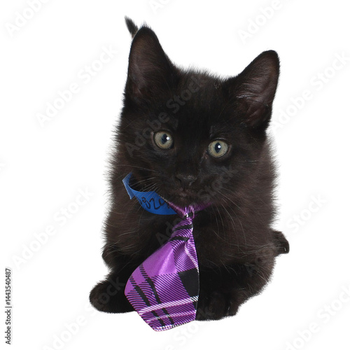 Wallpaper Mural Dapper Kitten in Purple Tie Torontodigital.ca