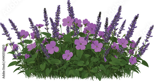 Set of Viola philippica (Purpleflower violet) flowering