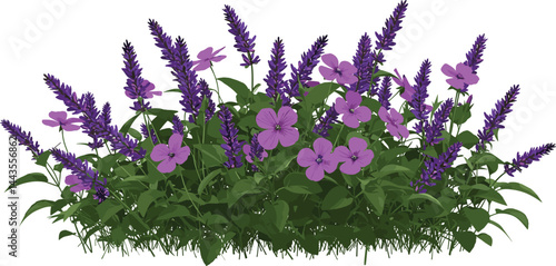 Set of Viola philippica (Purpleflower violet) flowering