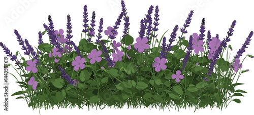 Set of Viola philippica (Purpleflower violet) flowering