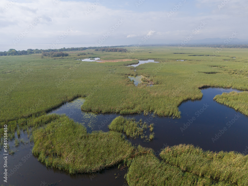 Green landscape with swamp water
