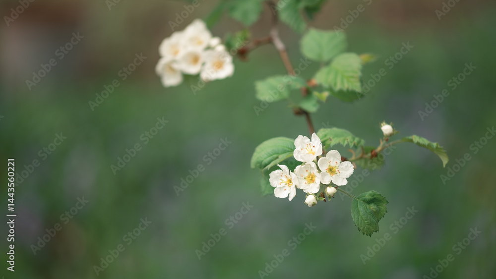 Blooming hawthorn branch on green background outdoors, selective focus, floral spring art background Blooming hawthorn branch on green background outdoors, selective focus, floral spring art background
