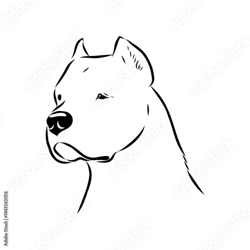 Argentine Great Dane vector sketch beautiful Great Dane line art images