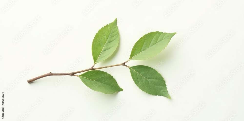 Fototapeta premium Single isolated branch with delicate leaves on white background, elegance, branch