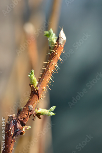 Yellow raspberry branch with buds in spring - Latin name - Rubus idaeus All Gold