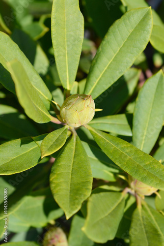 Rhododendron flower bud and leaves - Latin name - Rhododendron Bernstein