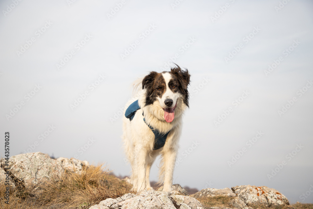 happy fit woman trekking with her dog