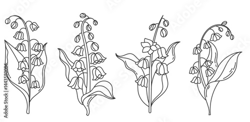 Lily of the valley hand drawn vector illustration