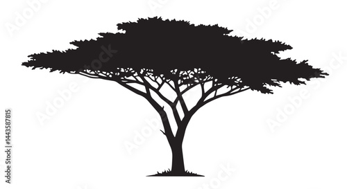 Flat canopy acacia tree silhouette vector in savannah style. Tree Silhouette.