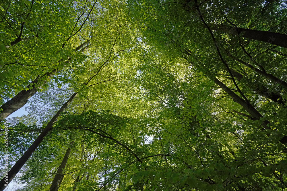 Fototapeta premium Blick in frische Buchenkronen