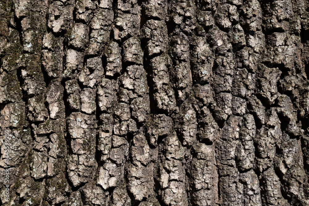 Detailed closeup of textured tree bark with natural patterns
