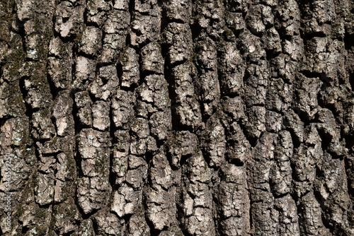 Obraz na płótnie Detailed closeup of textured tree bark with natural patterns w salonie