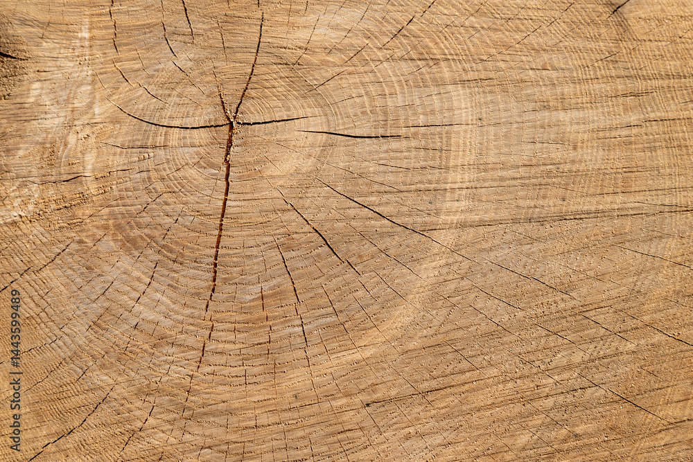 Close-Up of detailed tree ring texture on a wooden surface