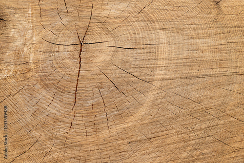 Close-Up of detailed tree ring texture on a wooden surface