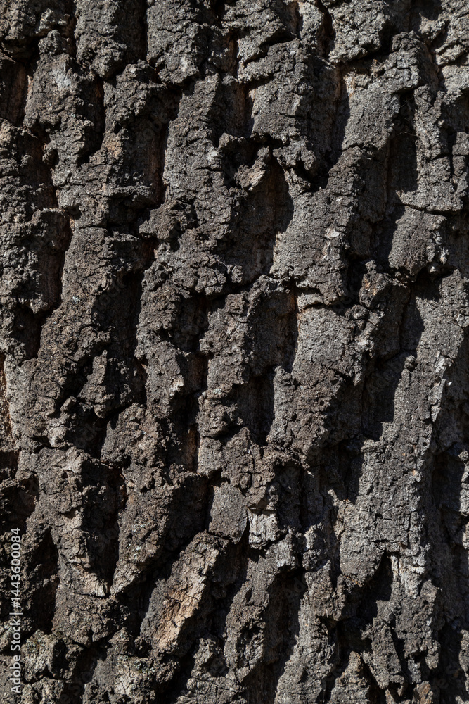 Close-Up view of rough tree bark texture under sunlight