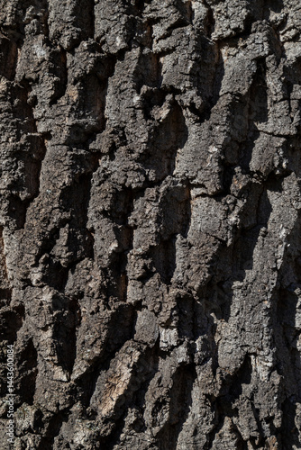 Obraz na płótnie Close-Up view of rough tree bark texture under sunlight w salonie